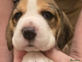 Beagle dogs KC registered Tri Beagle bitch pup Champion lines - Advert 1