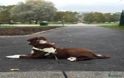 Border Collie dogs for sale: Red border collie puppy  - Image 5