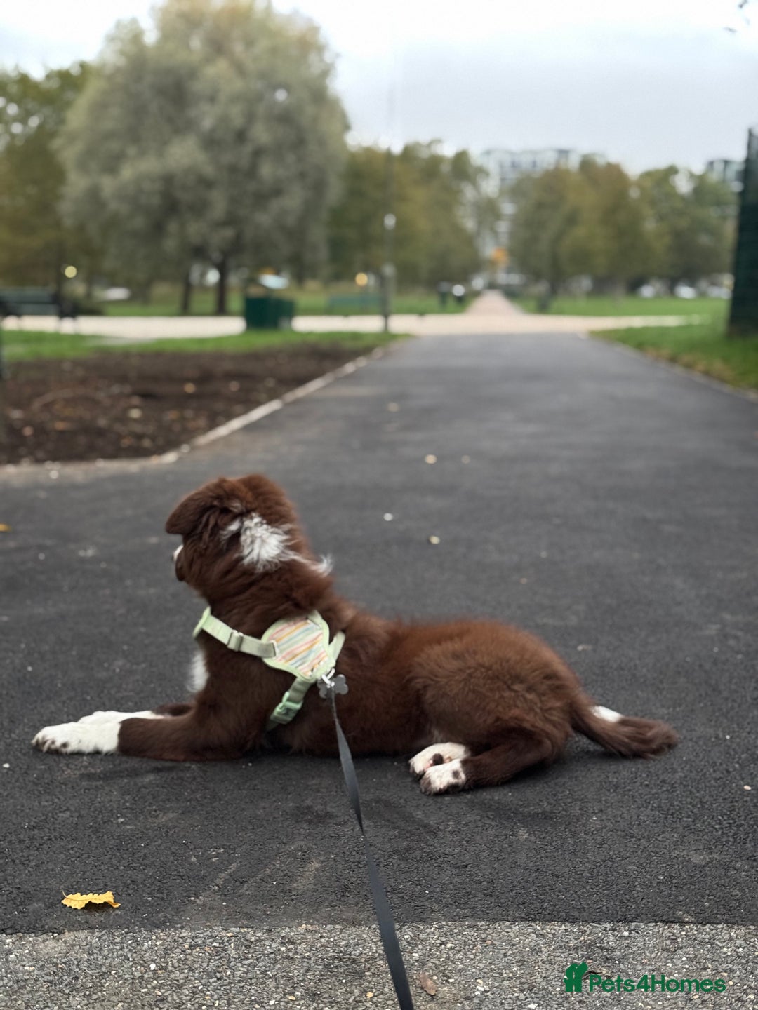 Border Collie dogs for sale: Red border collie puppy  - Image 5