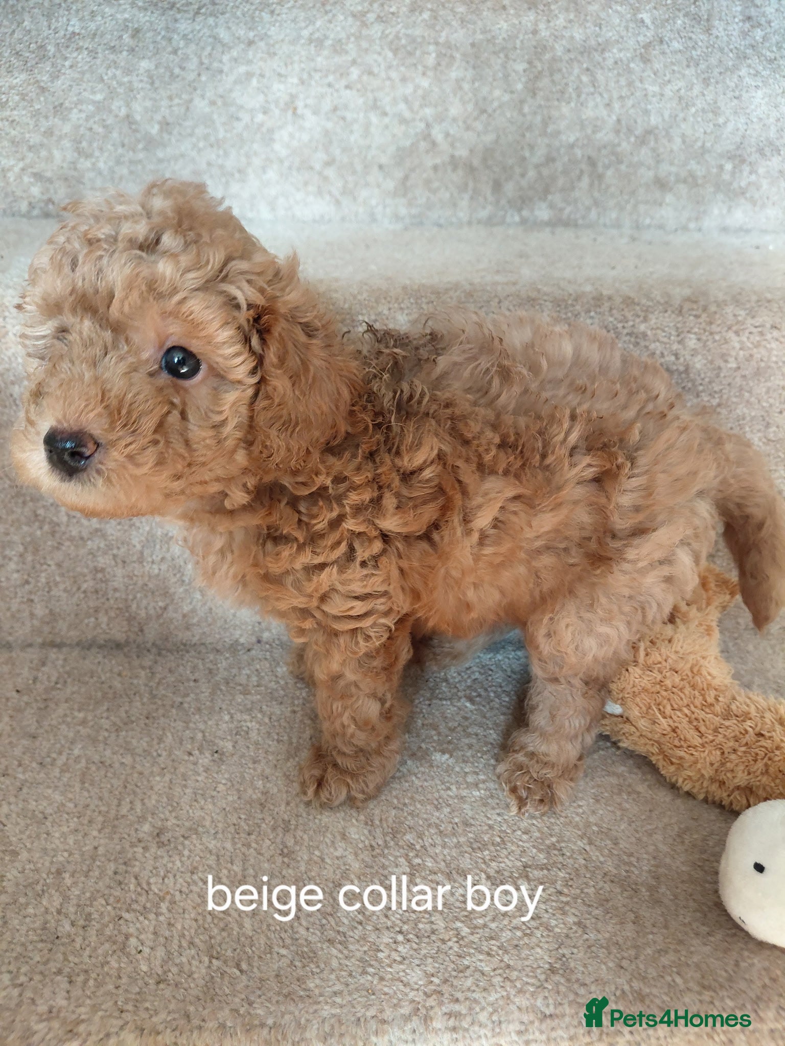 Schnoodle dogs Beautiful F1B Miniature Schnoodle Puppies  - Advert 2