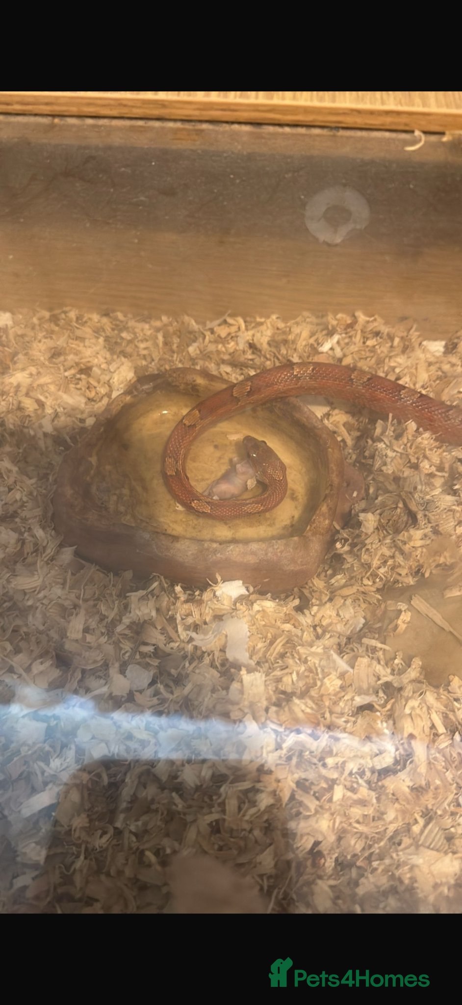 Corn Snake reptiles Corn snake - Advert 2