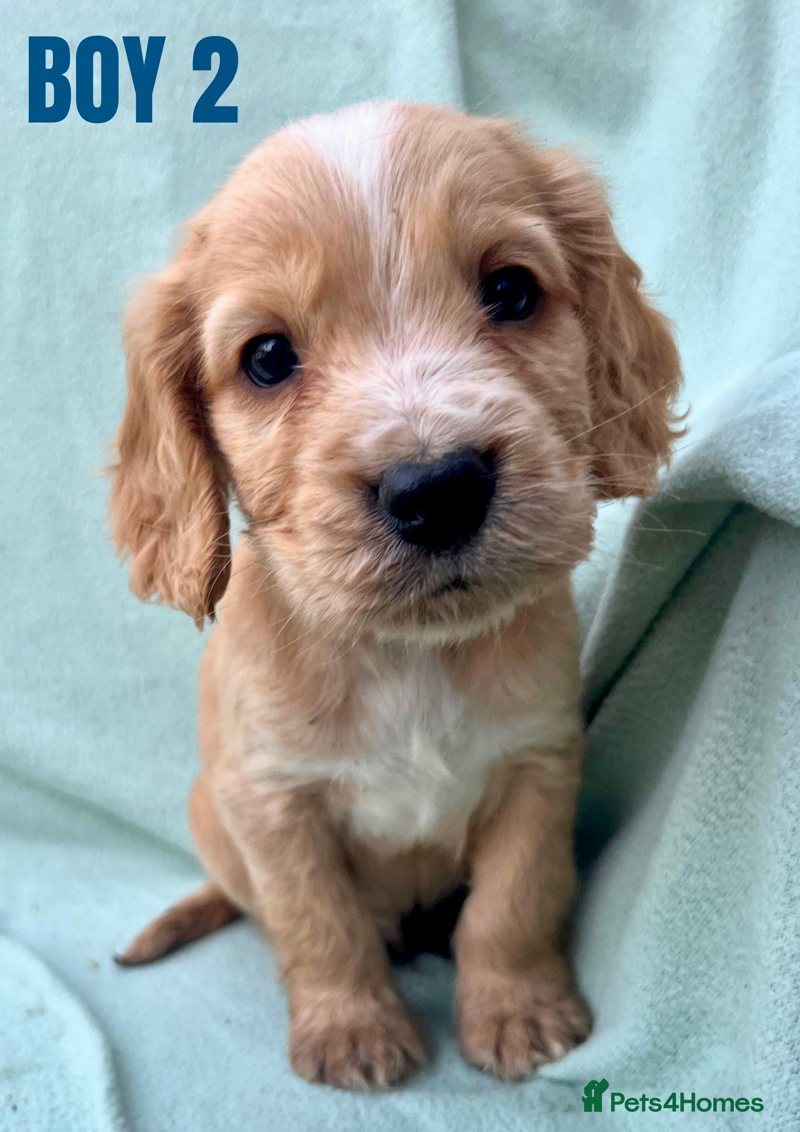 Cockapoo dogs BEAUTIFUL F1 COCKAPOOS - Advert 4