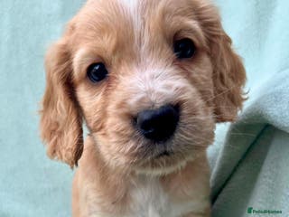 Cockapoo dogs READY TO LEAVE F1 COCKAPOOS - Advert 1