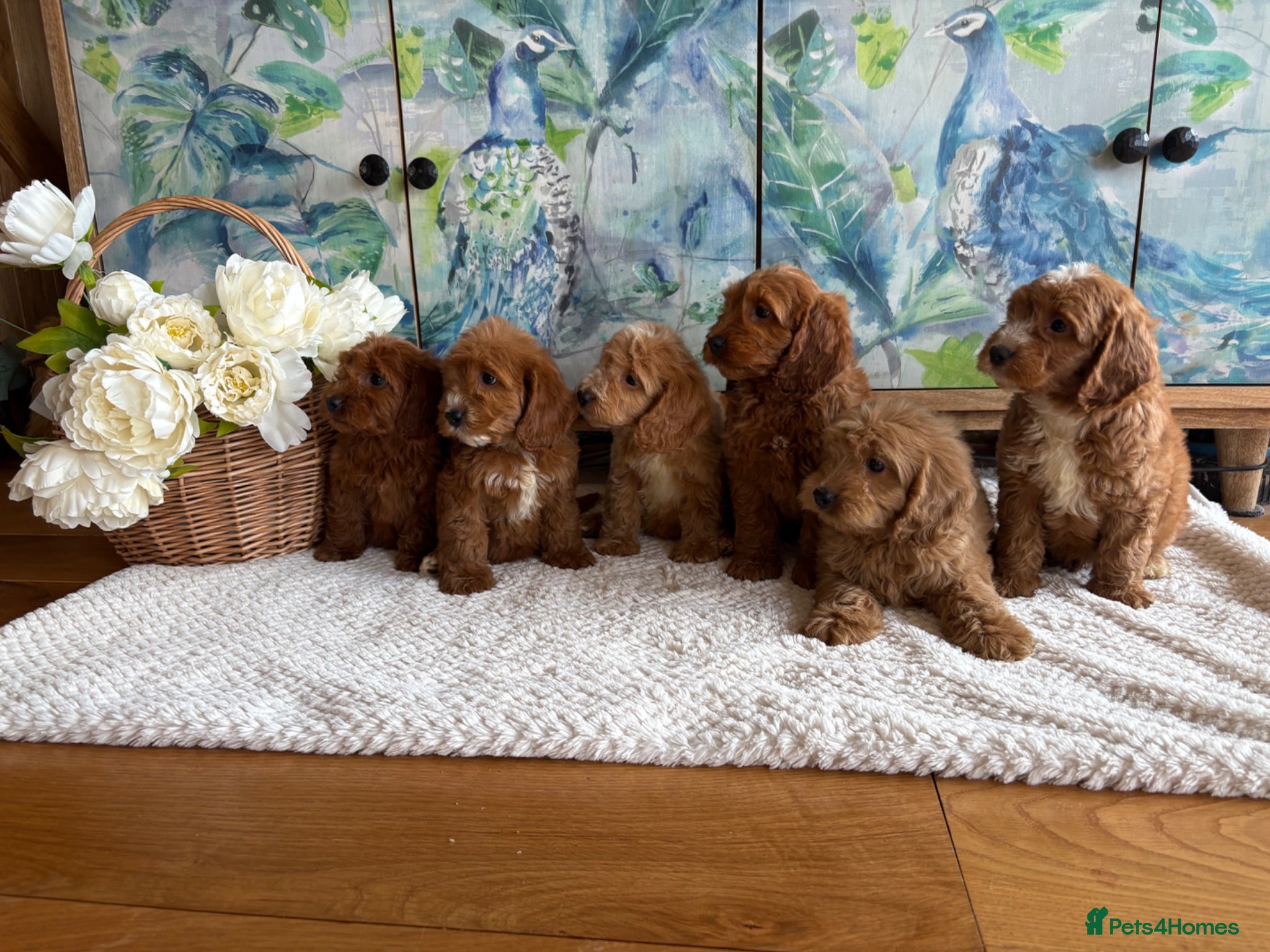 Cockapoo dogs Cockapoo F1 show type pups, PRIZEWINNING LINES  - Advert 2