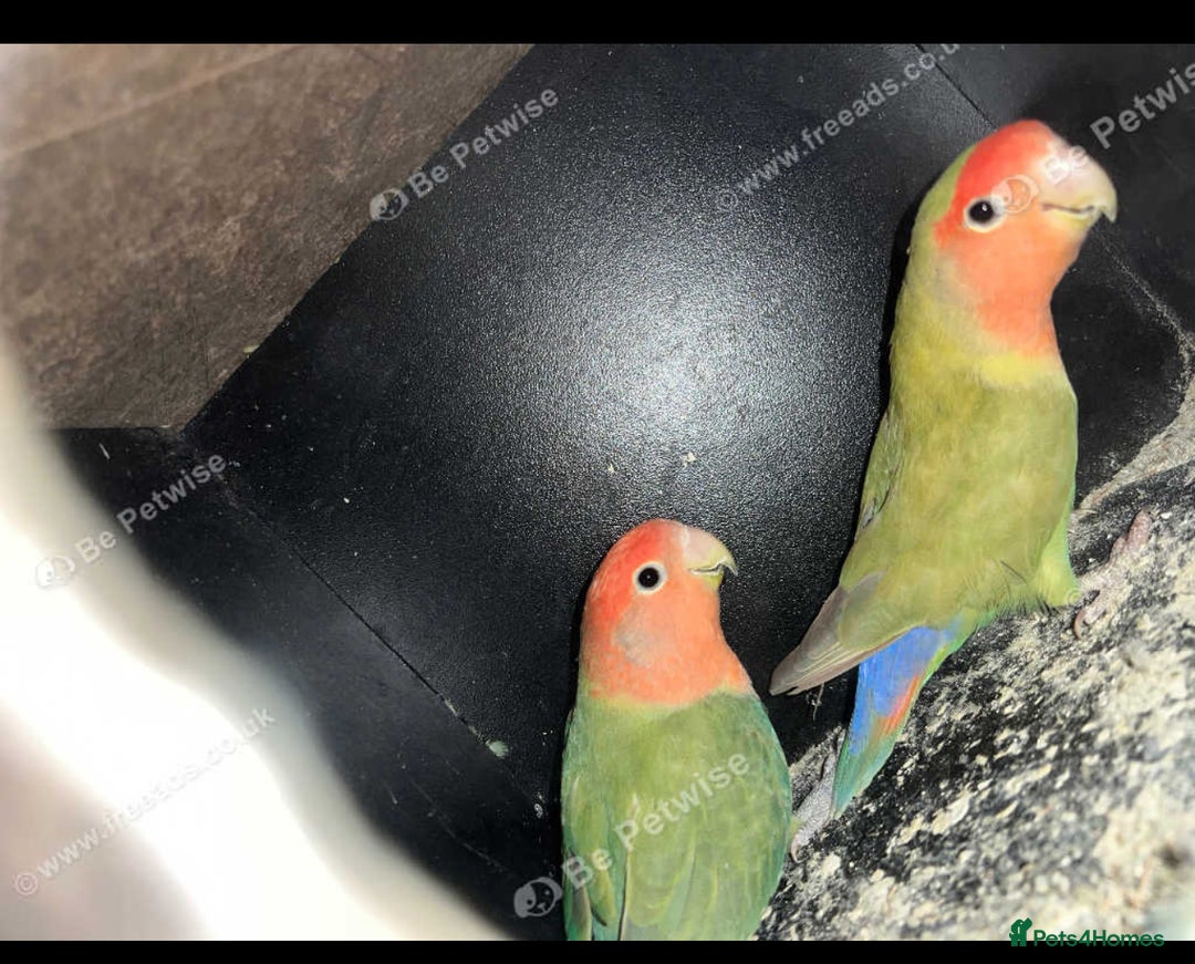 Lovebirds birds for sale: Lovebirds for sale  - Image 3