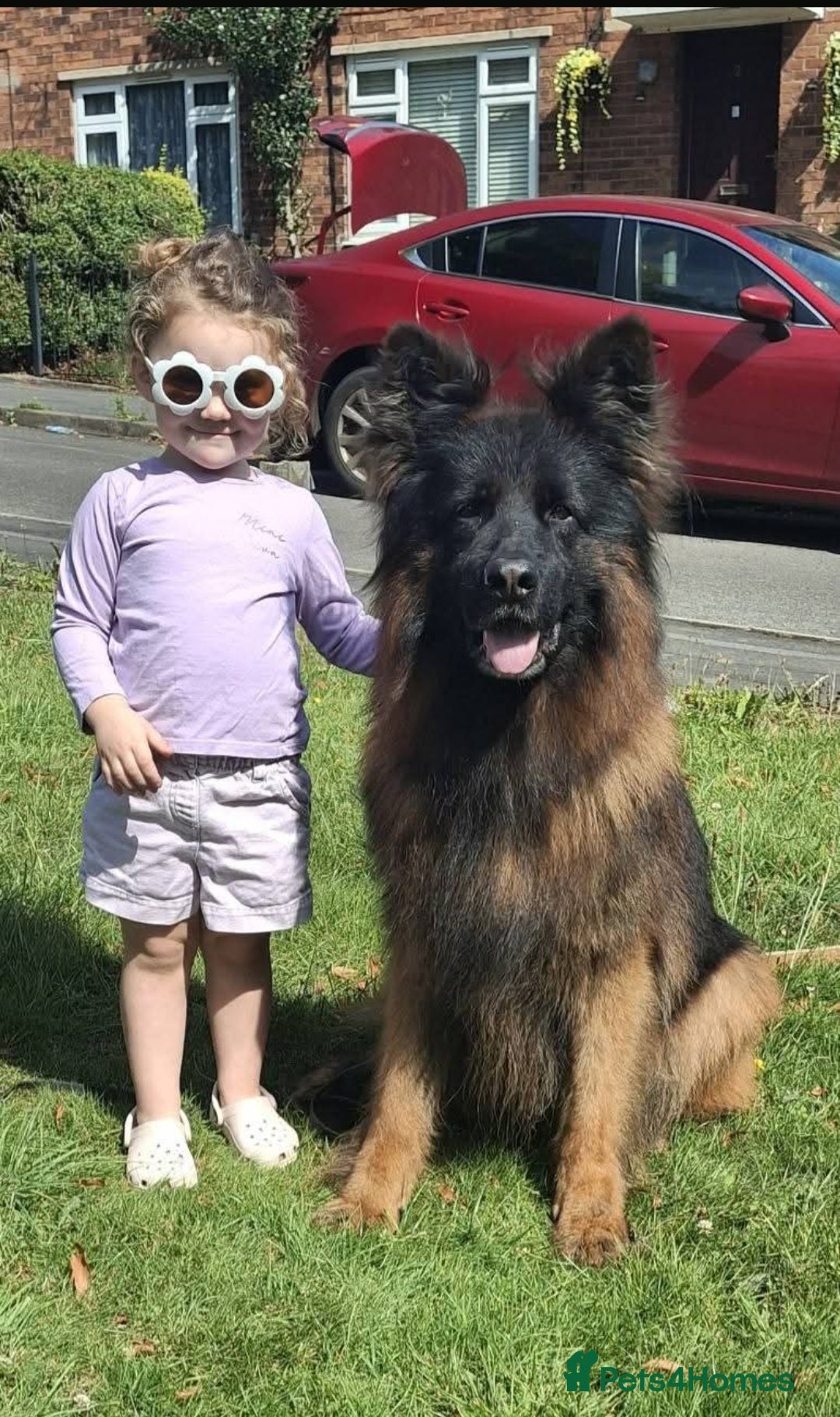 German Shepherd dogs for sale: TOP quality long coat puppies - Image 8