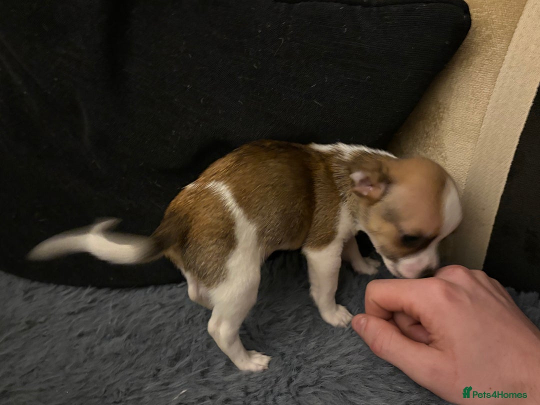 Mixed Breed dogs for sale: Jackawawa pups  - Advert 33