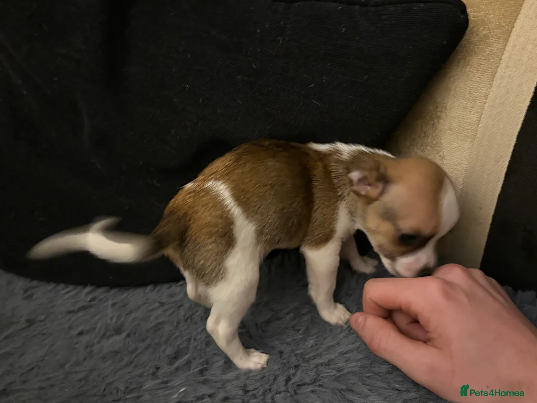 Mixed Breed dogs for sale: Jackawawa pups  - Advert 33