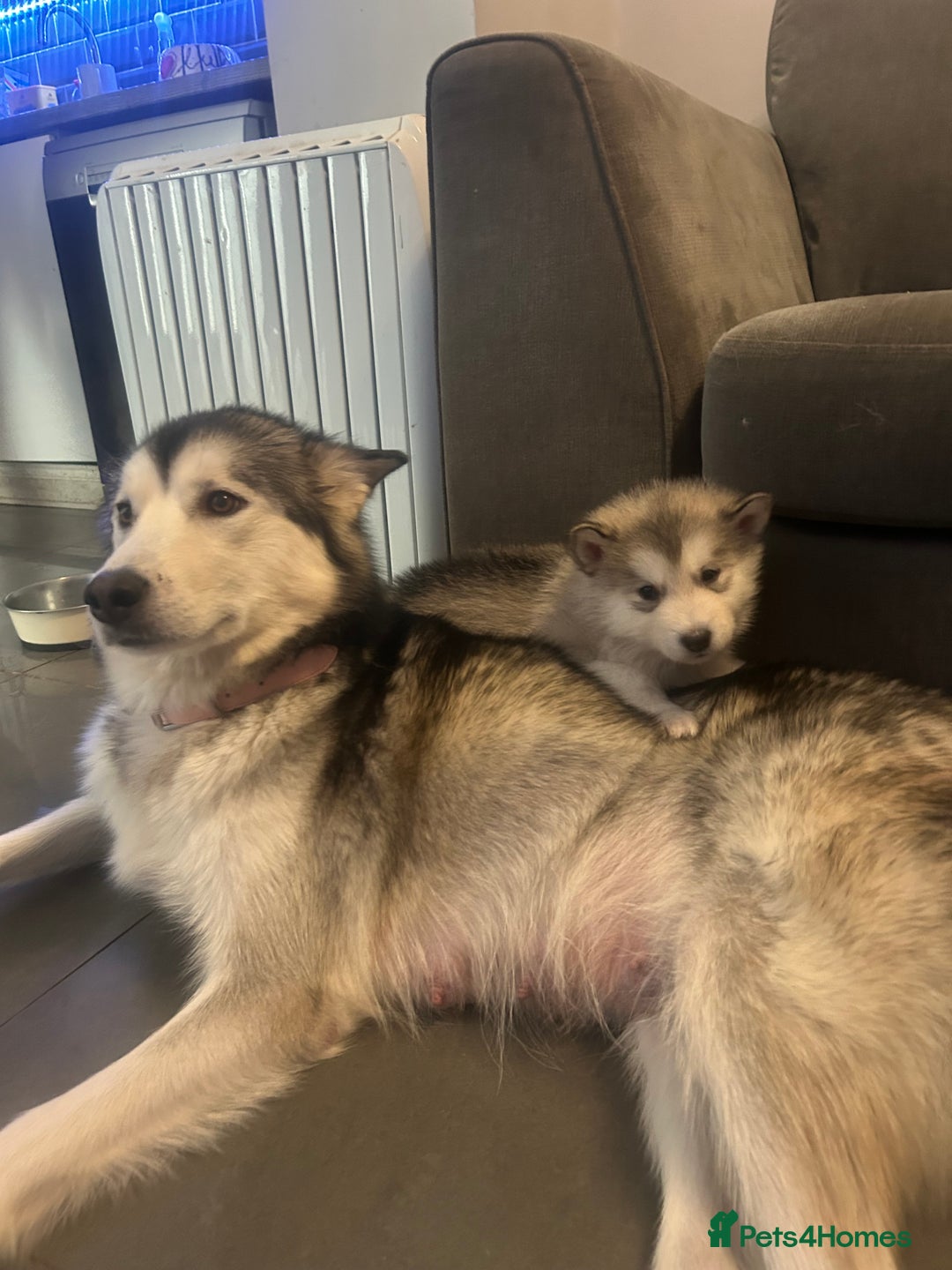 Alaskan Malamute dogs for sale: !ONLY 3 LEFT! - Advert 3