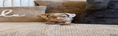 Miniature Dachshund 2
