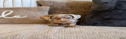 Miniature Dachshund dogs for sale: KC REGISTERED MINIATURES  - Advert 9