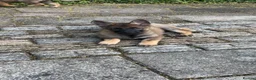German Shepherd dogs for sale: 3 females German shepherd kc registered  - Advert 9