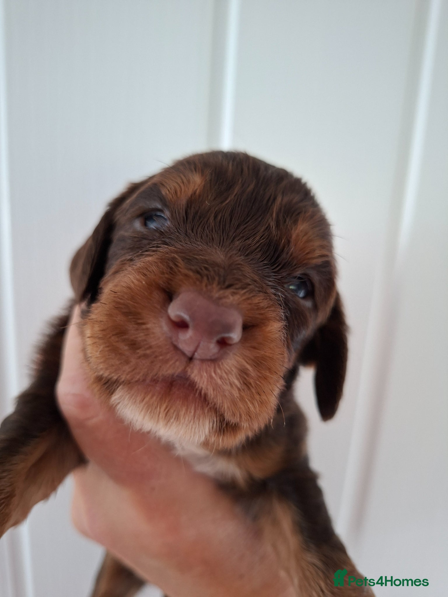 Cocker Spaniel dogs for sale: Cocker spaniel puppies  - Advert 5