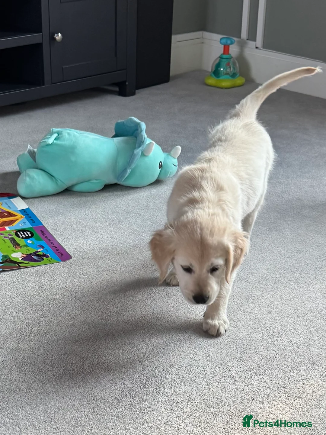 Golden Retriever dogs for sale: Female golden retriever puppy - Advert 2