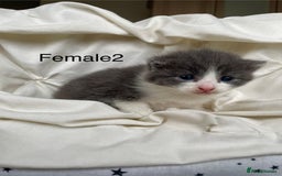 Mixed Breed cats for sale: 2 Adorable Kittens For Sale - Image 1