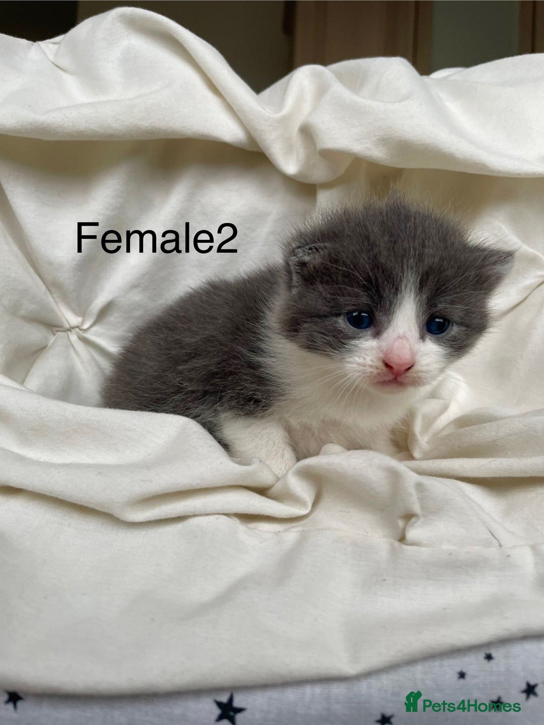 Mixed Breed cats for sale: 2 Adorable Kittens For Sale - Image 1