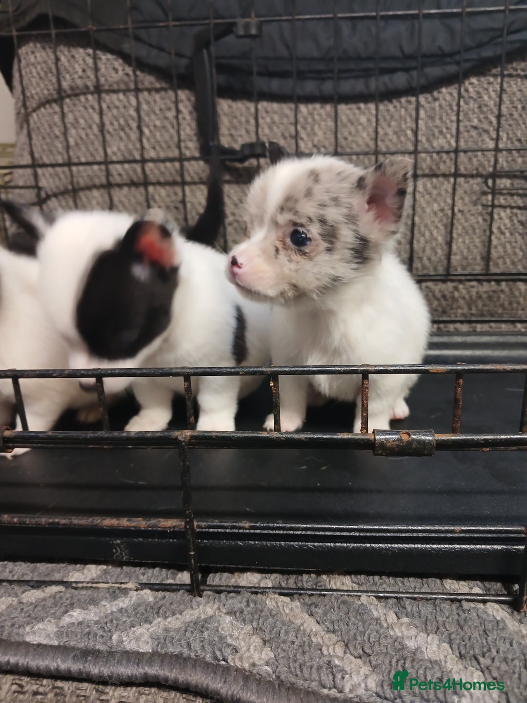 Mixed Breed dogs for sale: Pomeranian cross puppies ready now - Image 8