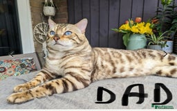 Bengal cats for sale: 5 Bengal kittens , 2 boys and 3 girls  - Image 5