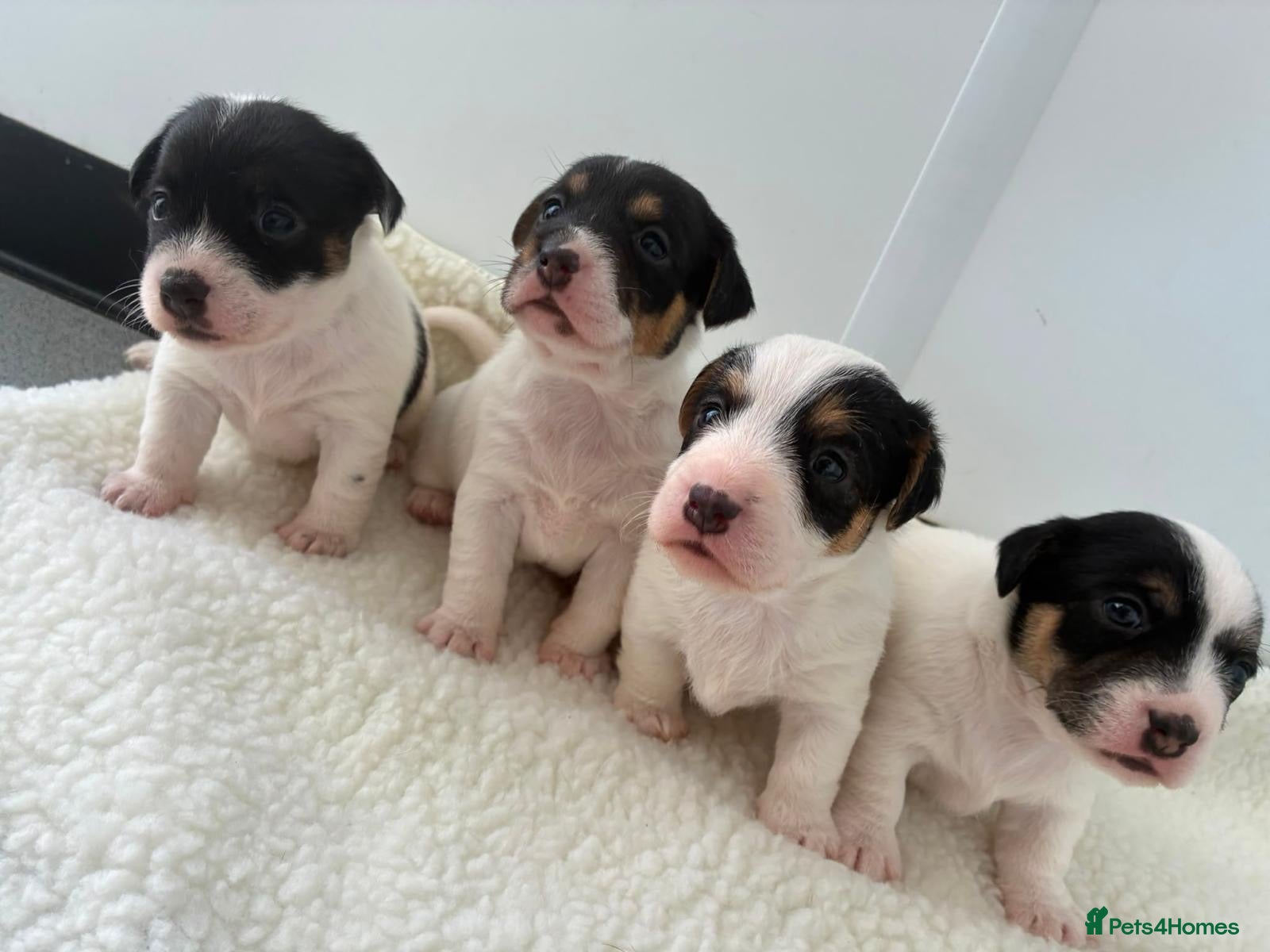 Jack Russell dogs Beautiful Jack Russel puppies for sale  - Advert 8