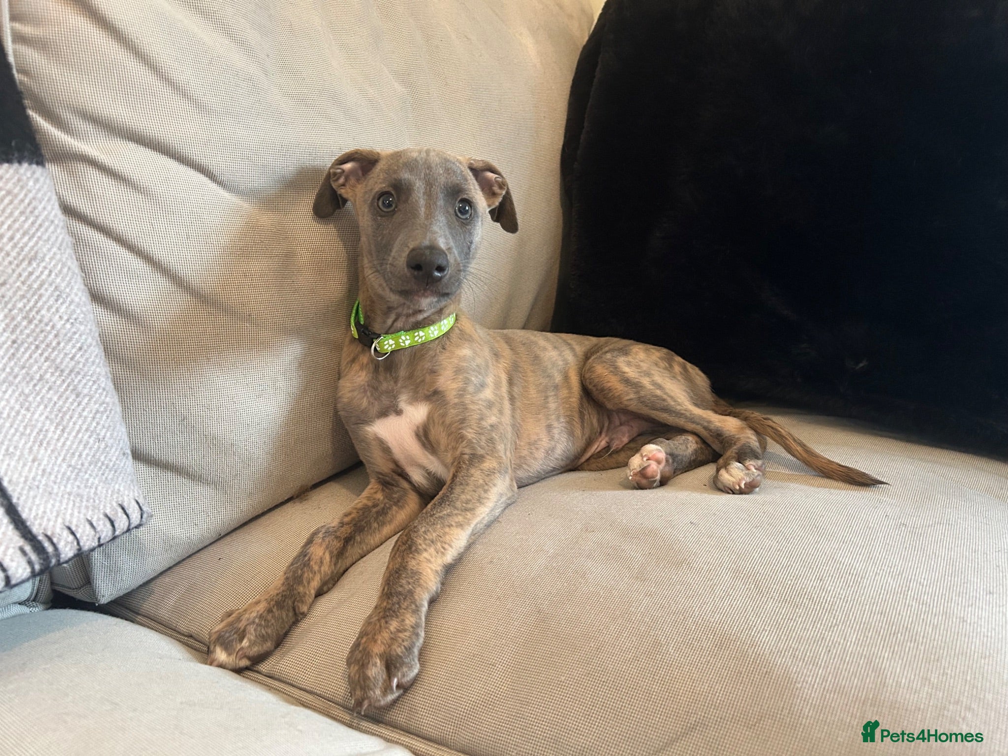 Whippet dogs Bartemius Crouch ** Ready to go now** - Advert 1