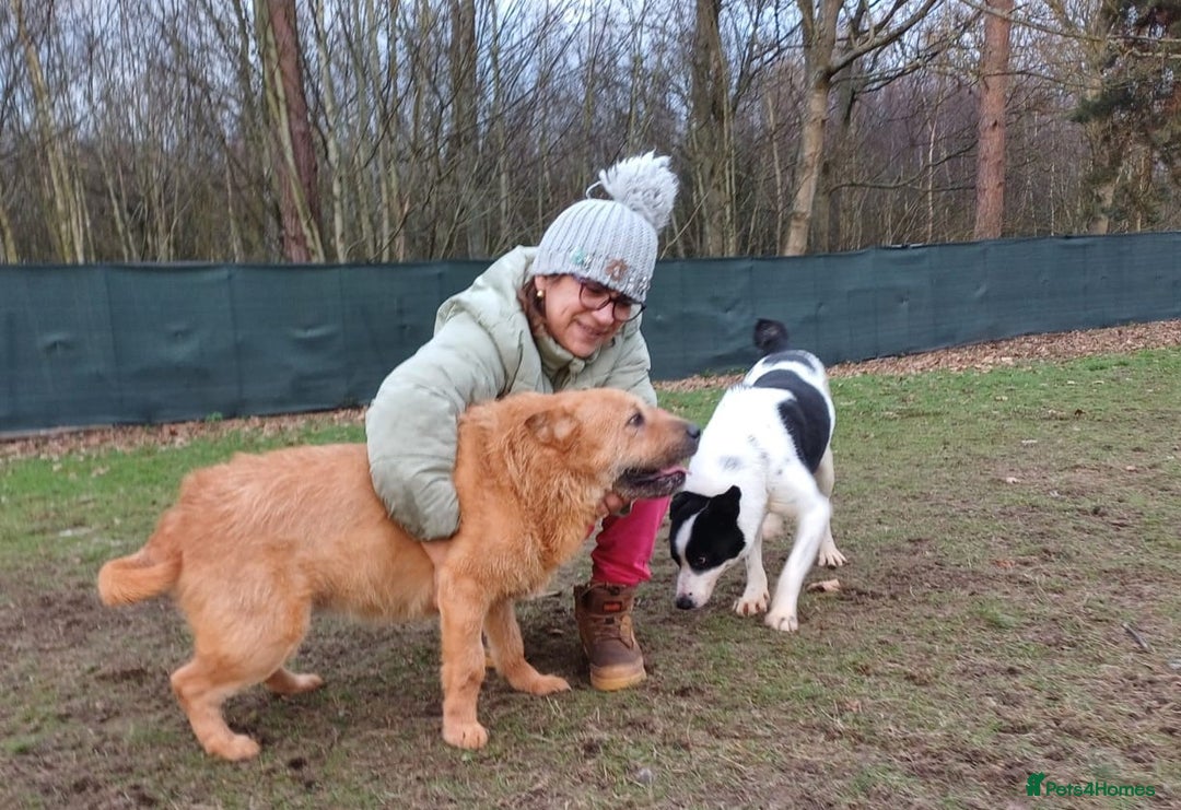 Mixed Breed dogs for adoption: 🐾 Meet IZZY 🐾 💛 A loyal heart & love to give 💛 - Advert 7