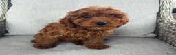 Cavapoo dogs for sale: Cavapoobabiesuk litter has arrived  - Advert 6