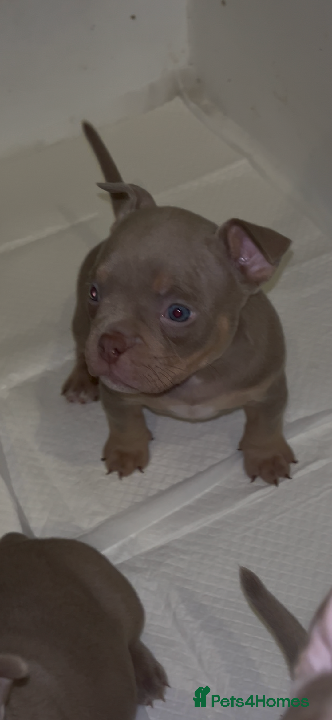 American Bully dogs for sale: Lilac’s Miniature microbully’ puppy’s - Advert 1