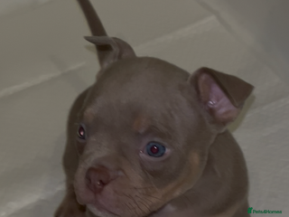 American Bully dogs Lilac’s Miniature microbully’ puppy’s - Advert 23