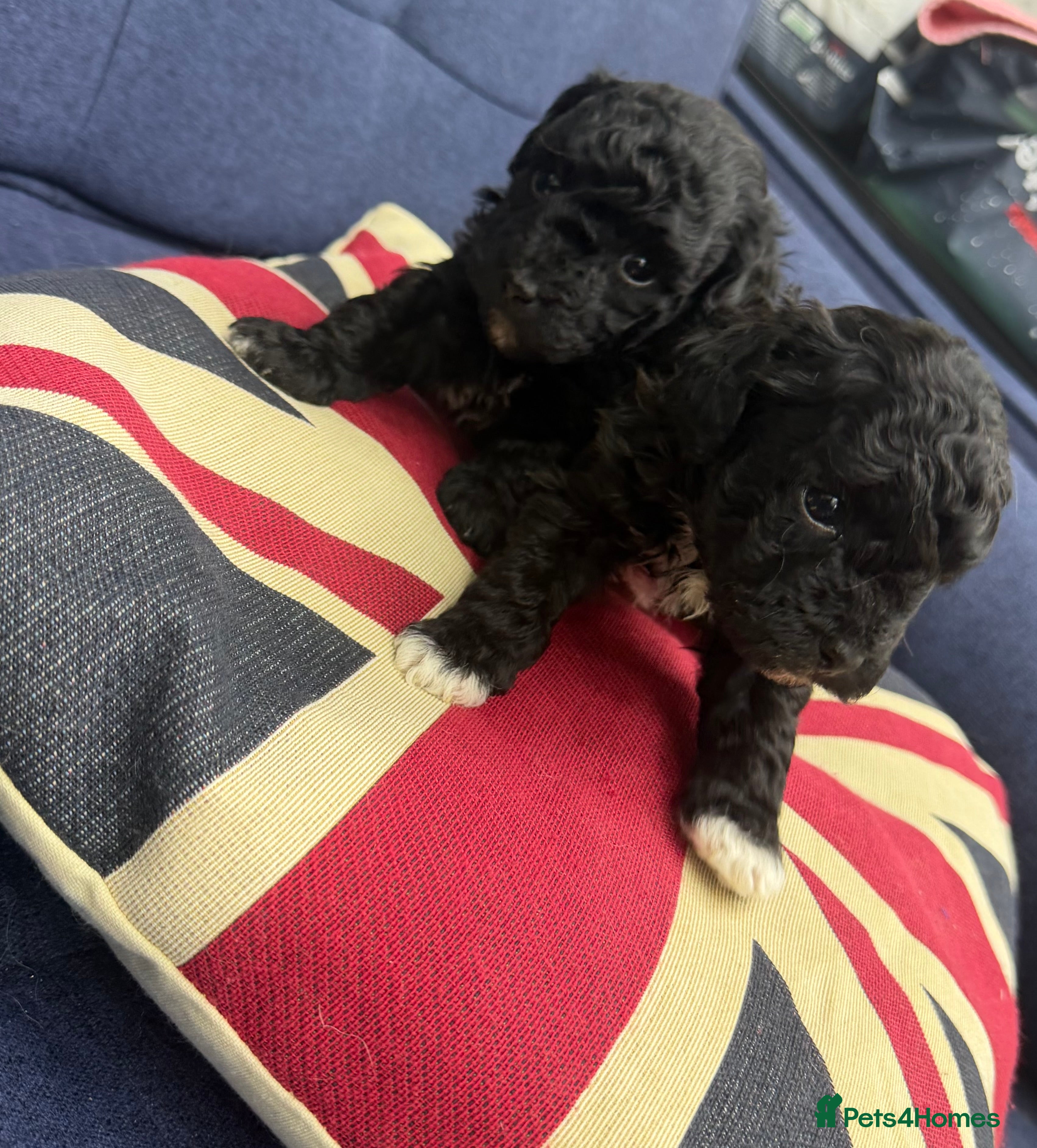 Maltipoo dogs Toy poodle cross tiny maltipoo puppies - Advert 1