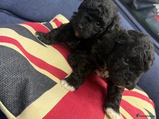 Maltipoo dogs Toy poodle cross tiny maltipoo puppies - Advert 1