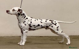 Dalmatian dogs for sale: KC Registered Dalmatian Puppies (Scotland) - Image 15