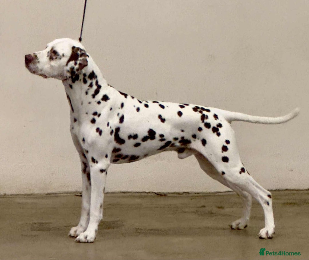 Dalmatian dogs for sale: KC Registered Dalmatian Puppies (Scotland) - Image 15