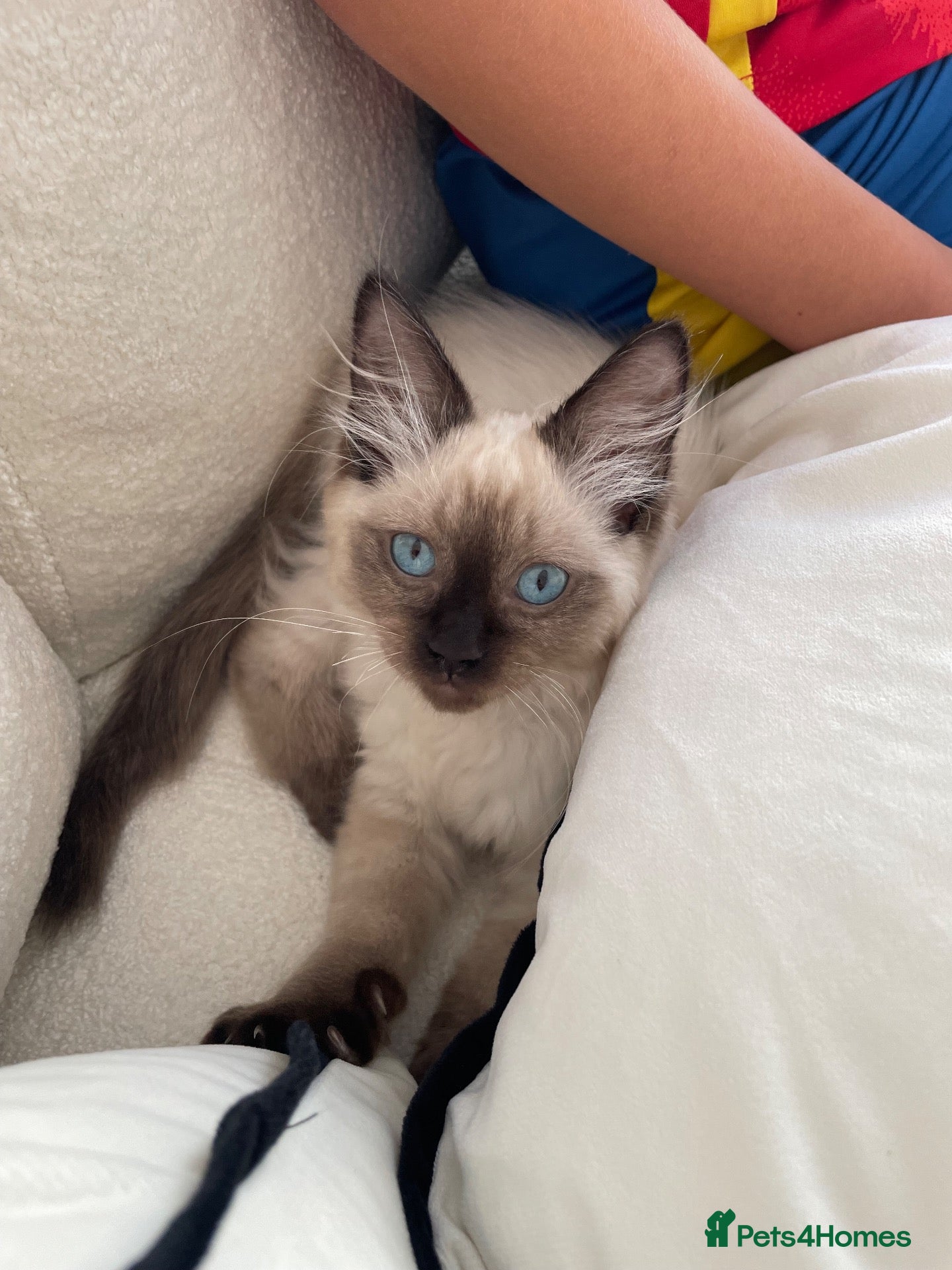 Ragdoll cats 15 week old Ragdoll Kitten - Advert 5