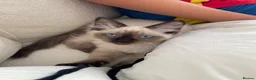 Ragdoll cats for sale: 15 week old Ragdoll Kitten in Congleton - Advert 1