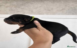Rottweiler dogs for sale: Rottweiler Puppies - Image 10