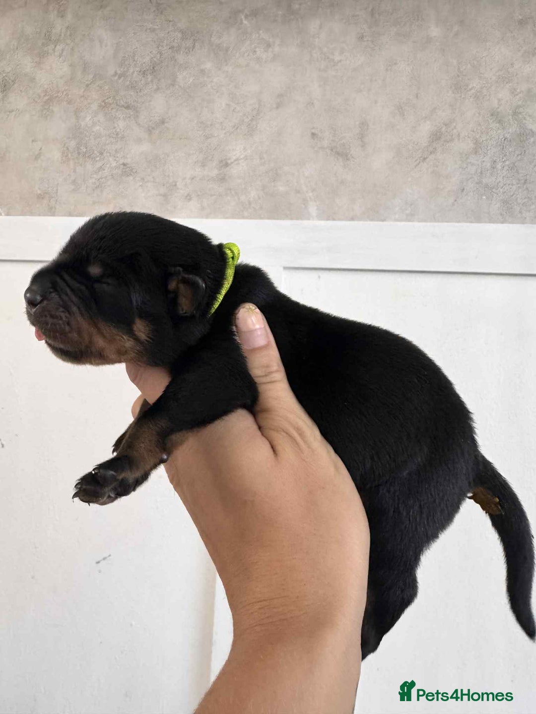 Rottweiler dogs for sale: Rottweiler Puppies - Image 10