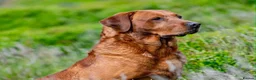 Labrador Retriever dogs for sale: Stunning Black Lab Pup..  - Advert 5