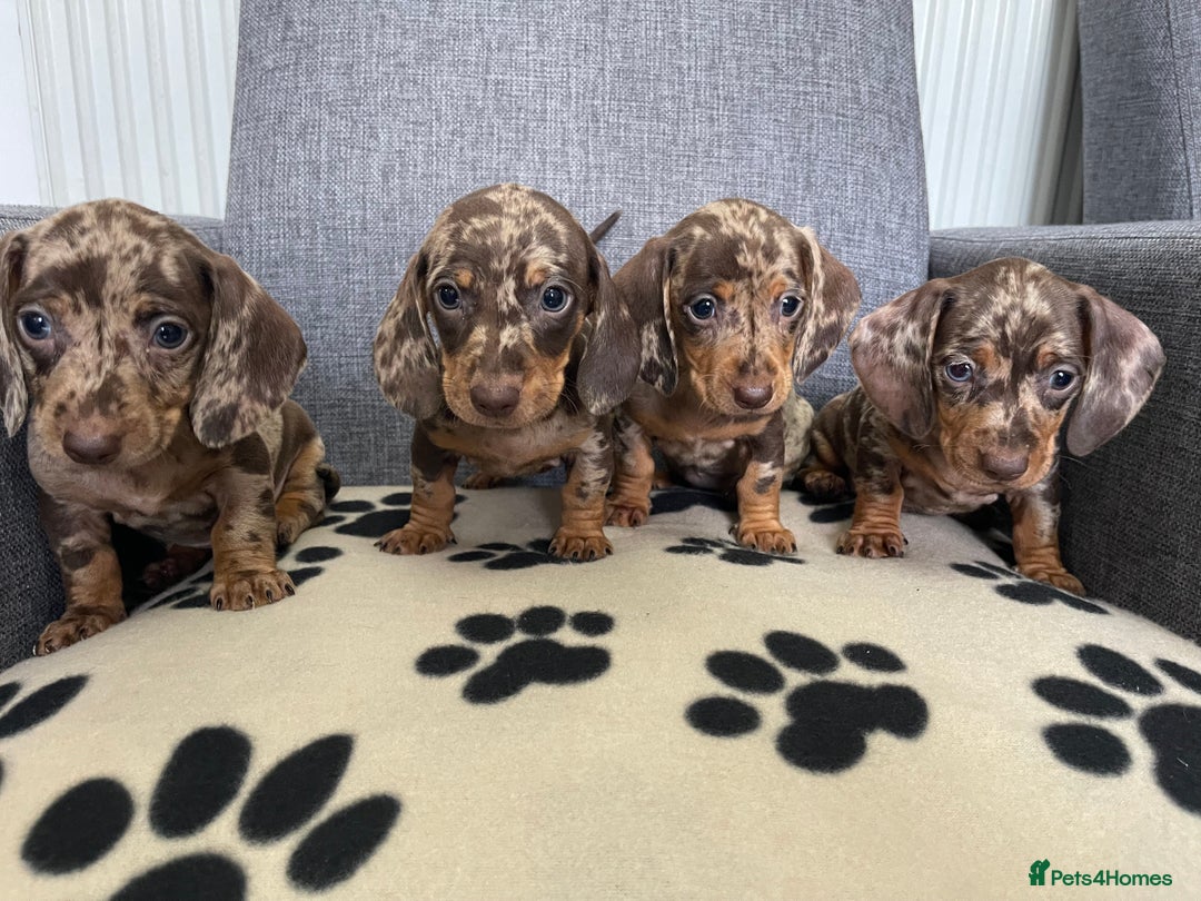 Dachshund dogs for sale: Miniature Dachshund puppies  - Image 2
