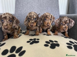 Dachshund dogs - Advert 15
