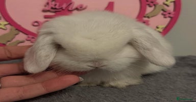 Mini Lop rabbits - Advert 3