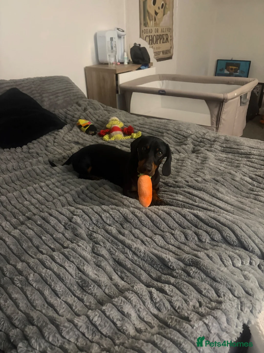 Dachshund dogs for sale: Scotty Dachshund  in Middlewich - Advert 2
