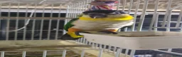 Parrots birds for sale: Black headed caique silly tamed babies - Advert 5