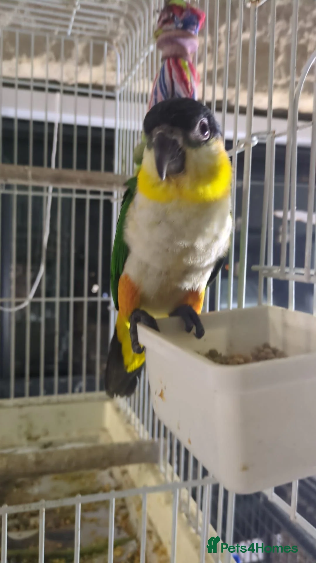 Parrots birds for sale: Black headed caique silly tamed babies - Advert 5