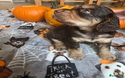 Cocker Spaniel dogs for sale: Working Cocker Spaniel Puppies - Image 9