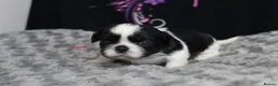 Shih Tzu dogs for sale: LOVELY CUTE SHIH TZU PUPPIES - Advert 3