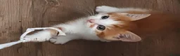 British Shorthair cats for sale: 7 beautiful kittens.  - Advert 9