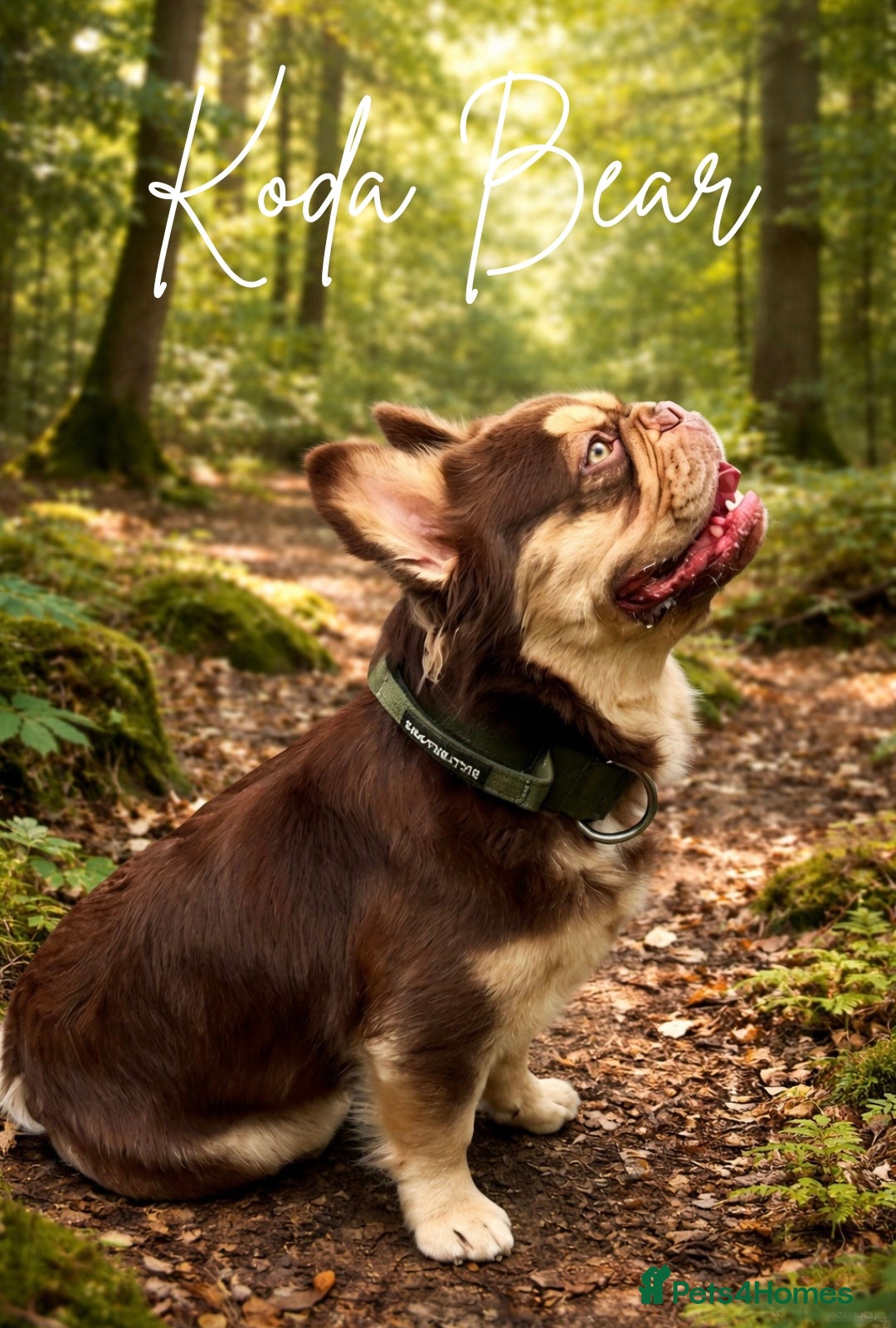 French Bulldog dogs RFG 0 & FBCE - Koda Bear - Full Fluffy Rojo & Tan - Advert 24