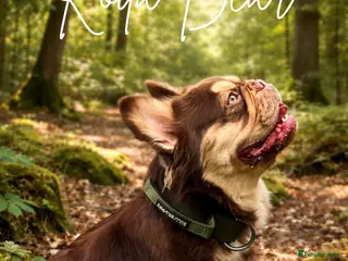 French Bulldog dogs RFG 0 & FBCE - Koda Bear - Full Fluffy Rojo & Tan - Advert 24