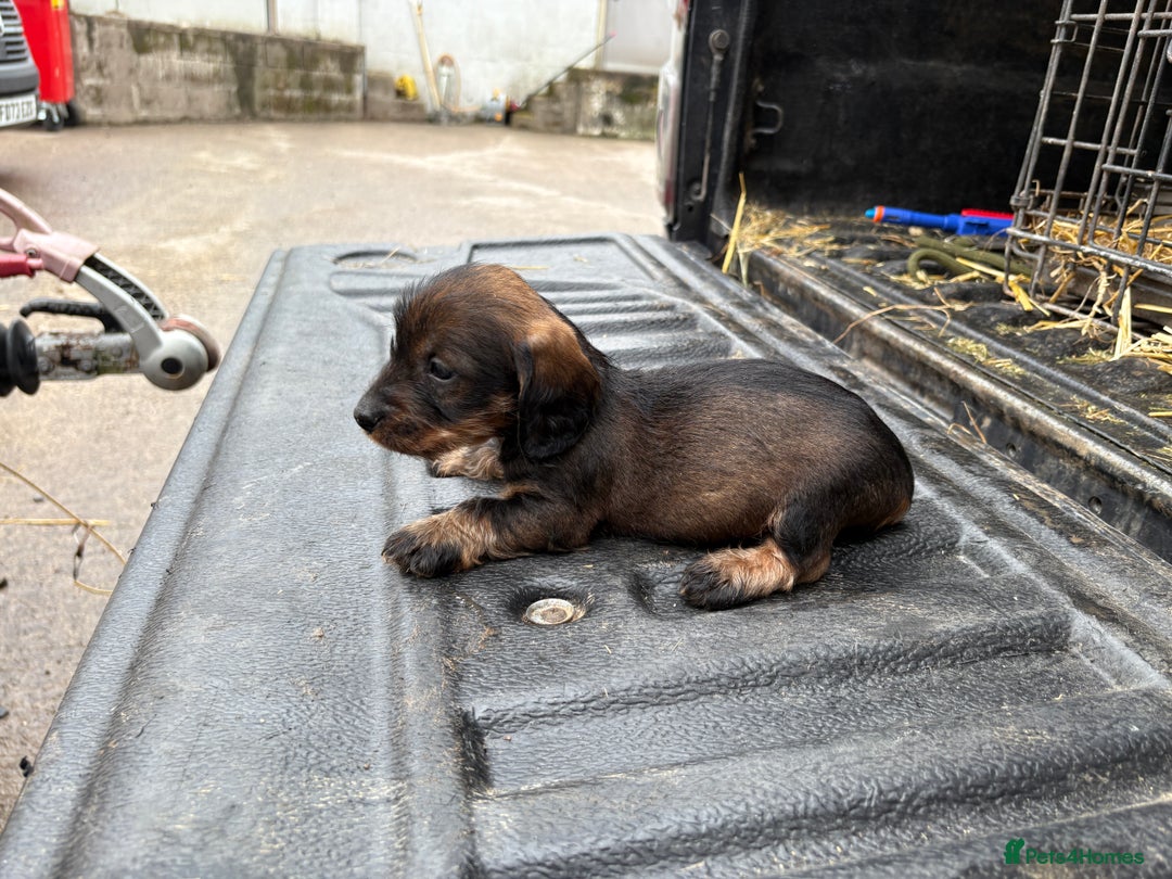 Dachshund dogs for sale: Wirehaired Dachshund (Teckel) Pups  - Image 17