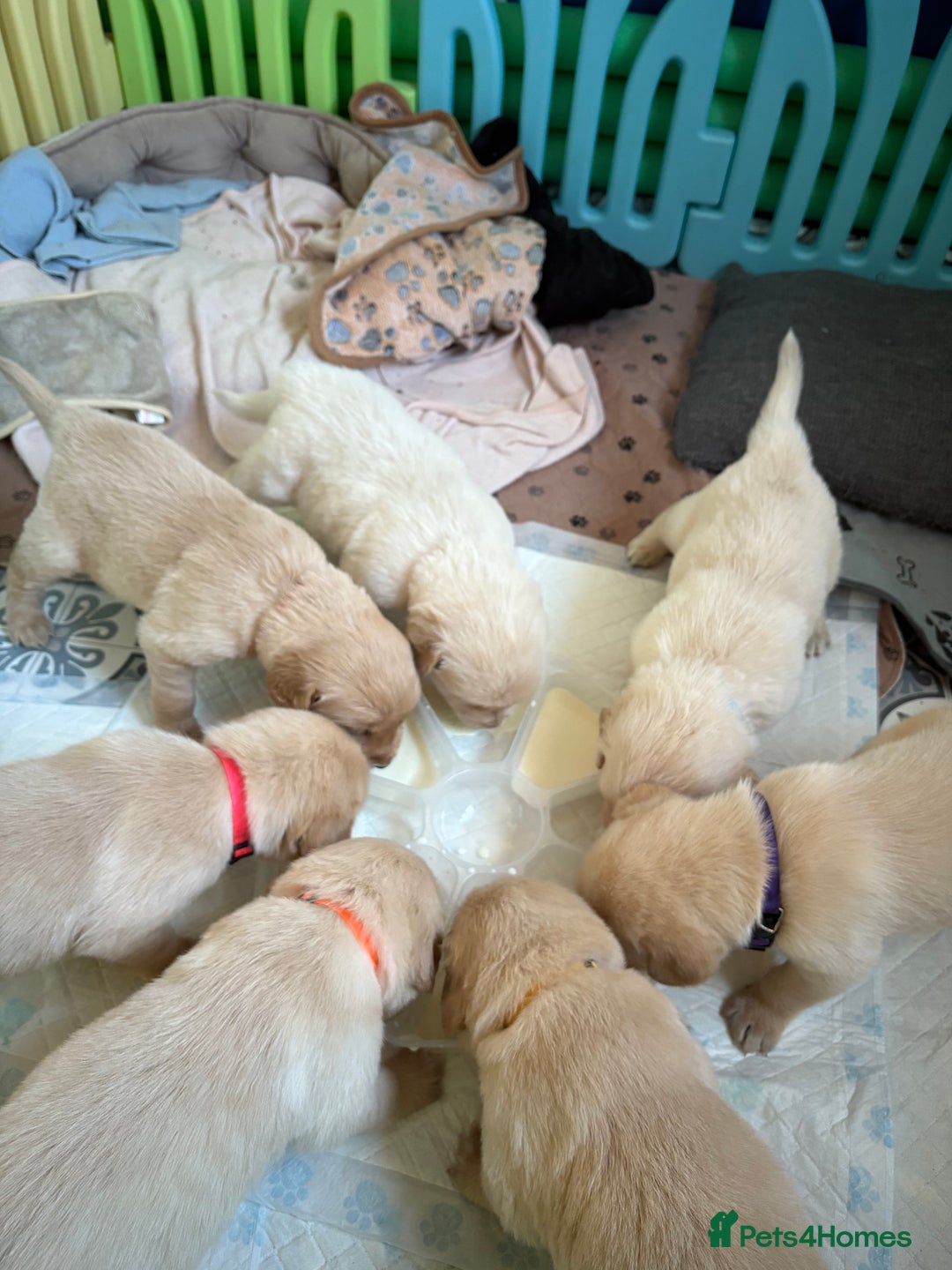 Goldador dogs for sale: Goldador puppies ❤️ - Advert 3